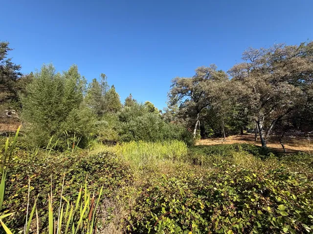 a view of a yard with a tree