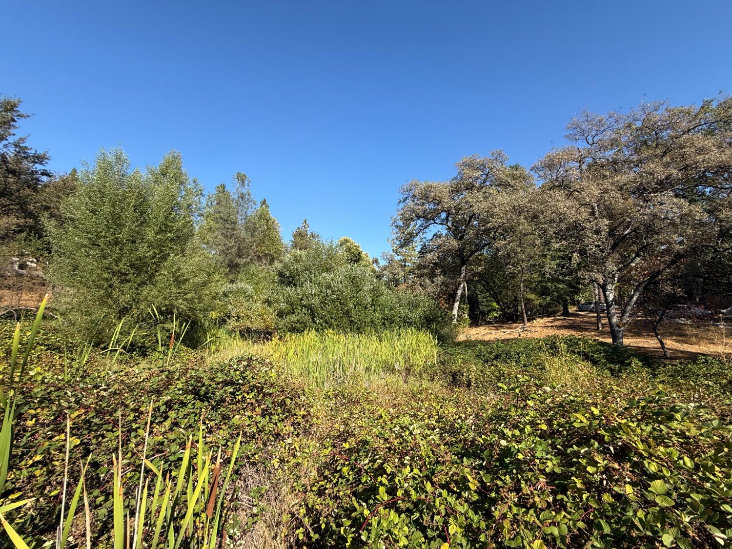 17898 Alexandra Way Grass Valley, CA 95949 - Photo 8 of 23 a view of a garden with plants and large trees