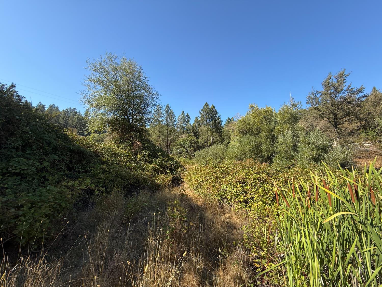17898 Alexandra Way Grass Valley, CA 95949 - Photo 9 of 23 a view of a yard with a tree