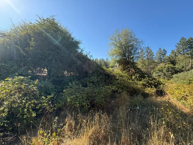 a view of a yard with a tree