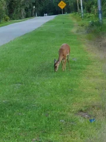 a view of a house with backyard and porch