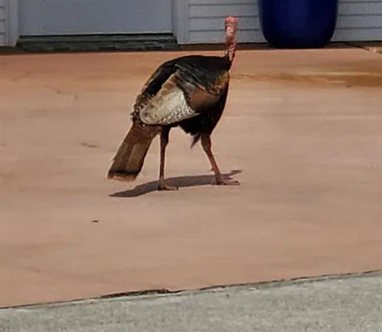 a view of a yard with swimming pool