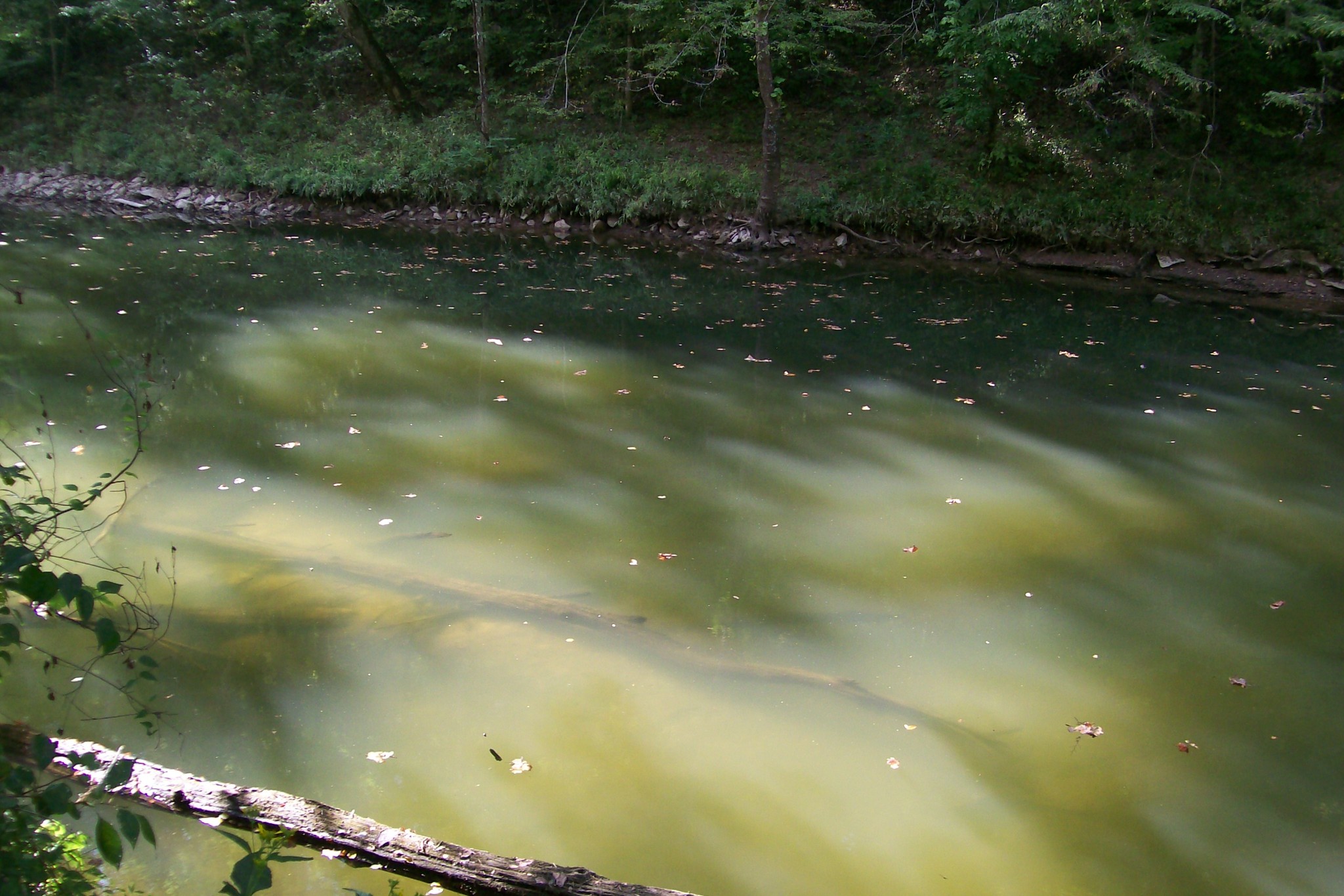 0 Laurelburg Road Rock Island, TN 38581 - Photo 6 of 13