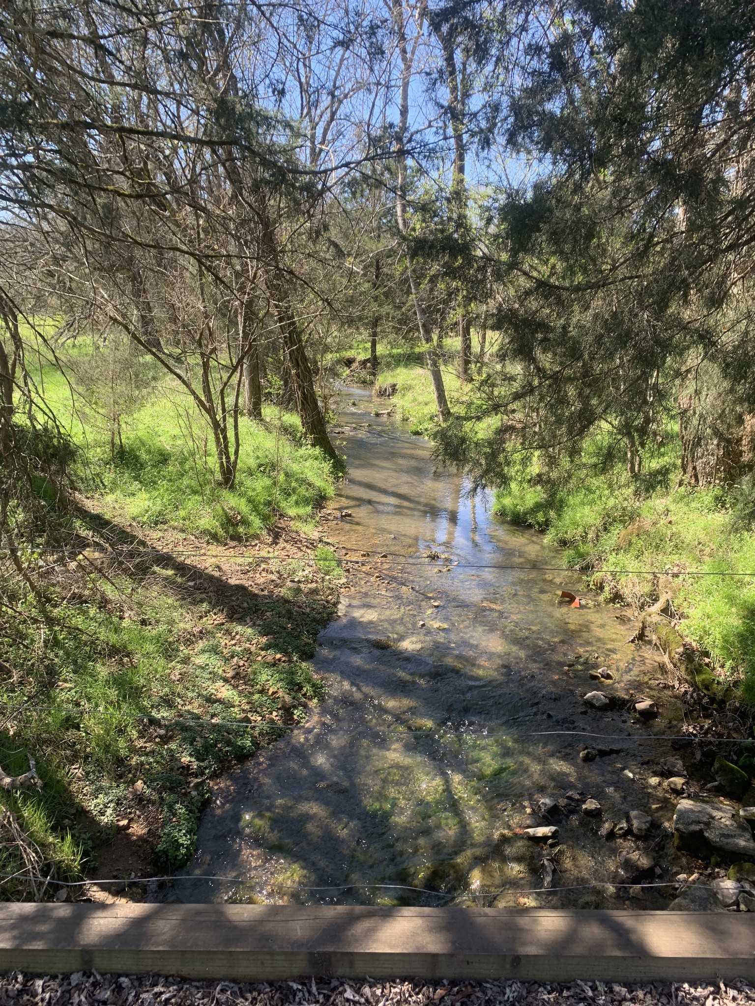 146 Cheatham Road Ardmore, TN 38449 - Photo 31 of 53 a view of a yard with plants and trees