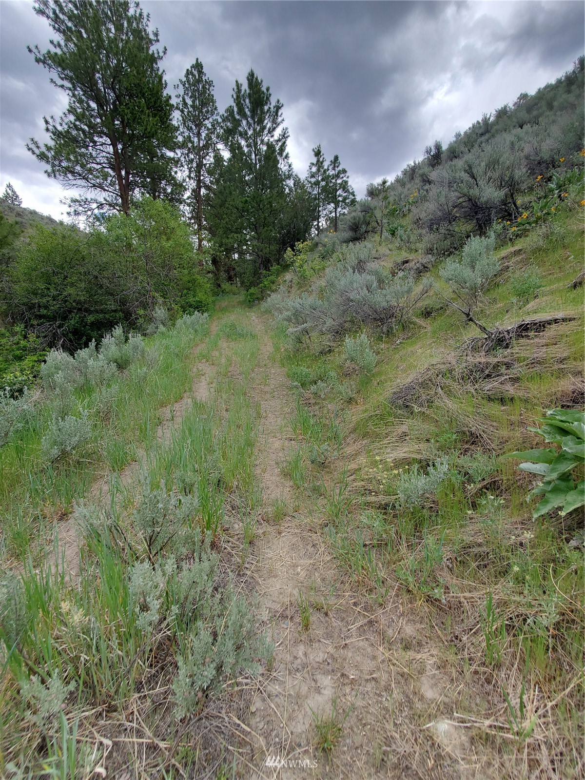 570 X Tunk Creek Road Riverside, WA 98849 - Photo 11 of 30 a view of a lush green forest with lots of trees