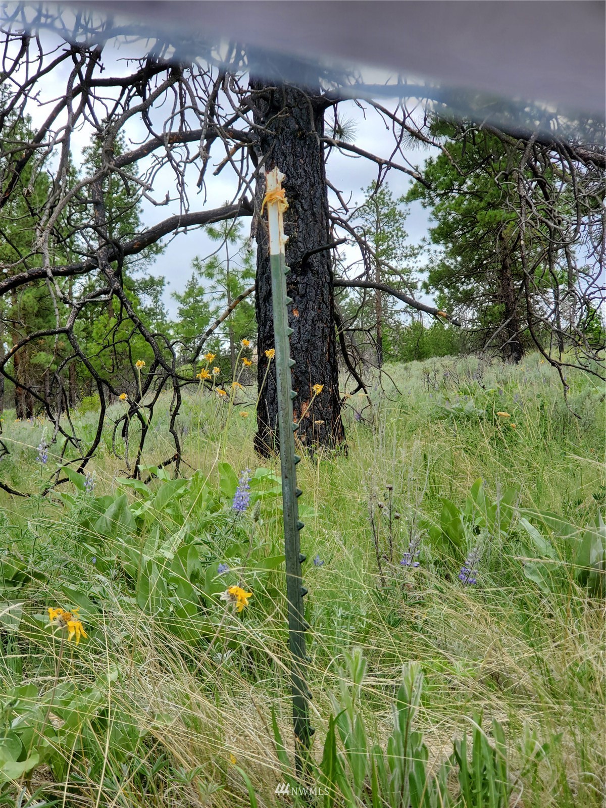 570 X Tunk Creek Road Riverside, WA 98849 - Photo 13 of 30 a backyard of a house with lots of green space