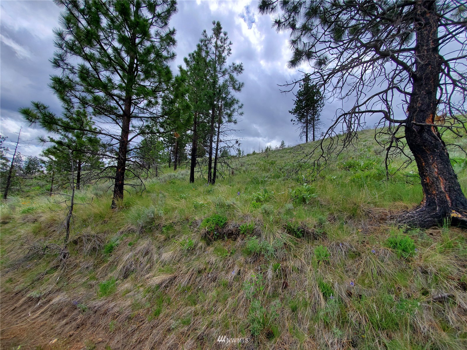 570 X Tunk Creek Road Riverside, WA 98849 - Photo 16 of 30 a view of backyard with green space