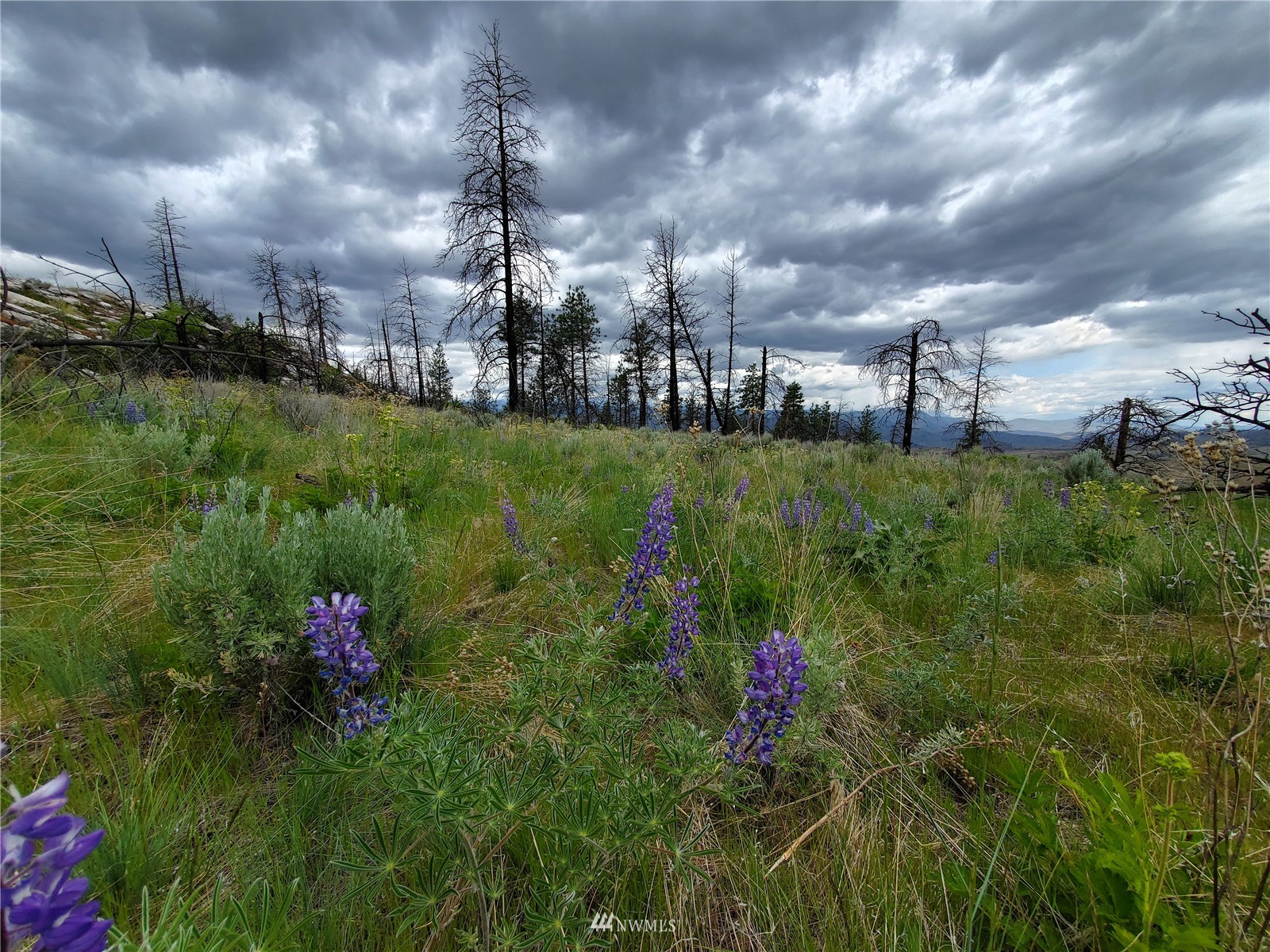 570 X Tunk Creek Road Riverside, WA 98849 - Photo 17 of 30 a view of a flower in a yard with a lot of flower plants and wooden fence