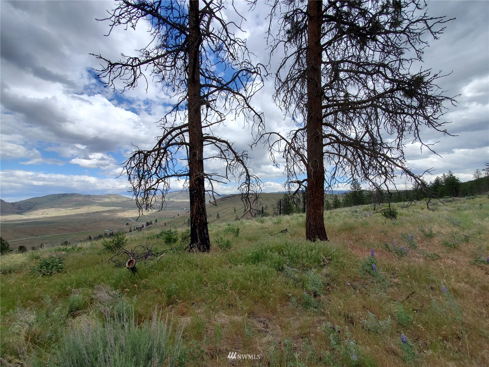 570 X Tunk Creek Road Riverside, WA 98849 - Photo 18 of 30 a view of a yard with large trees