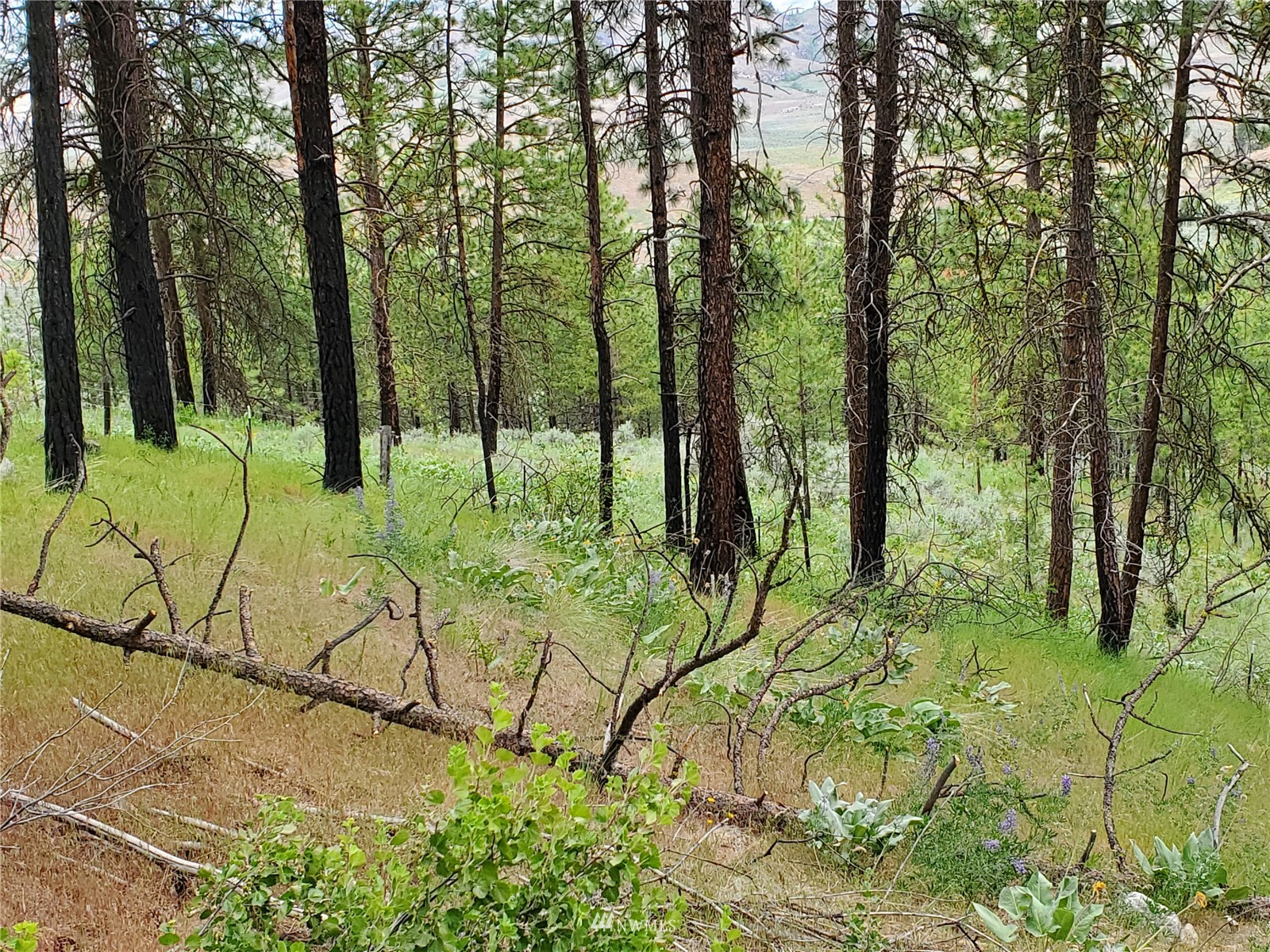 570 X Tunk Creek Road Riverside, WA 98849 - Photo 2 of 30 a view of yard with green space