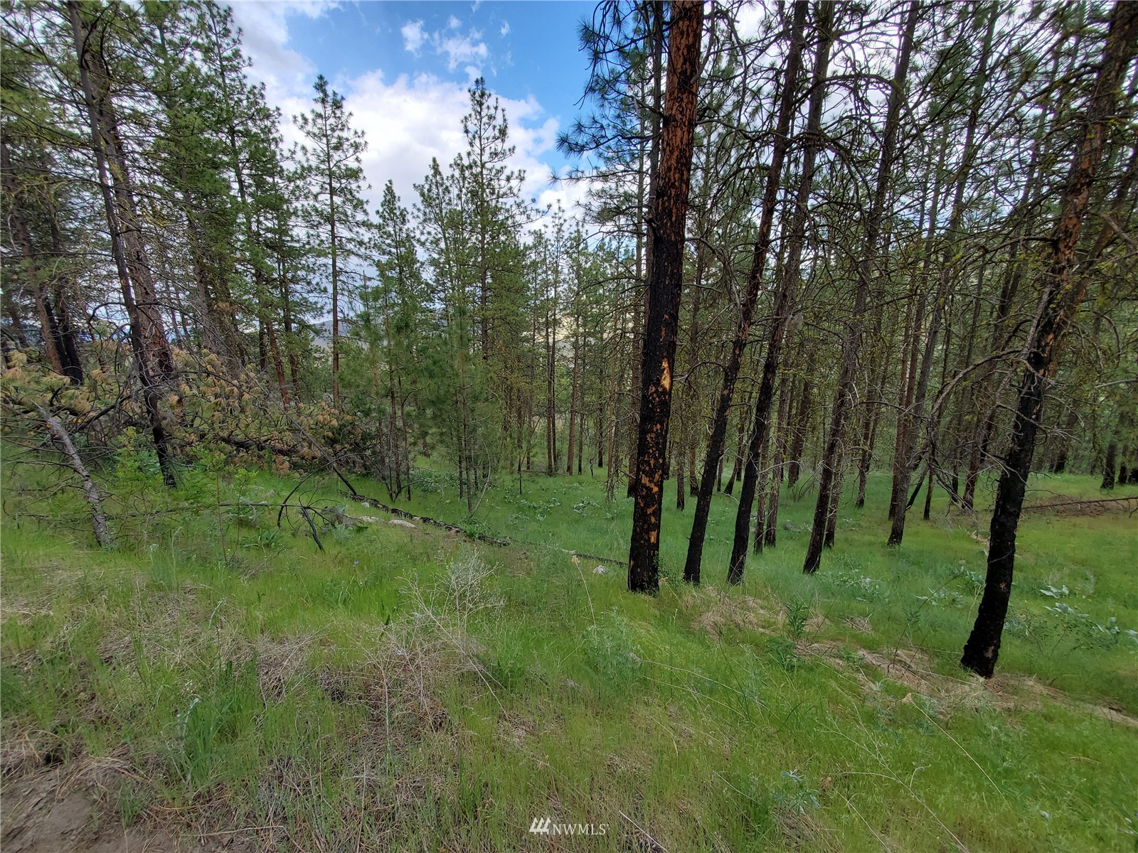 570 X Tunk Creek Road Riverside, WA 98849 - Photo 24 of 30 a view of outdoor space with green field and trees