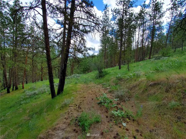 a view of a lush green forest