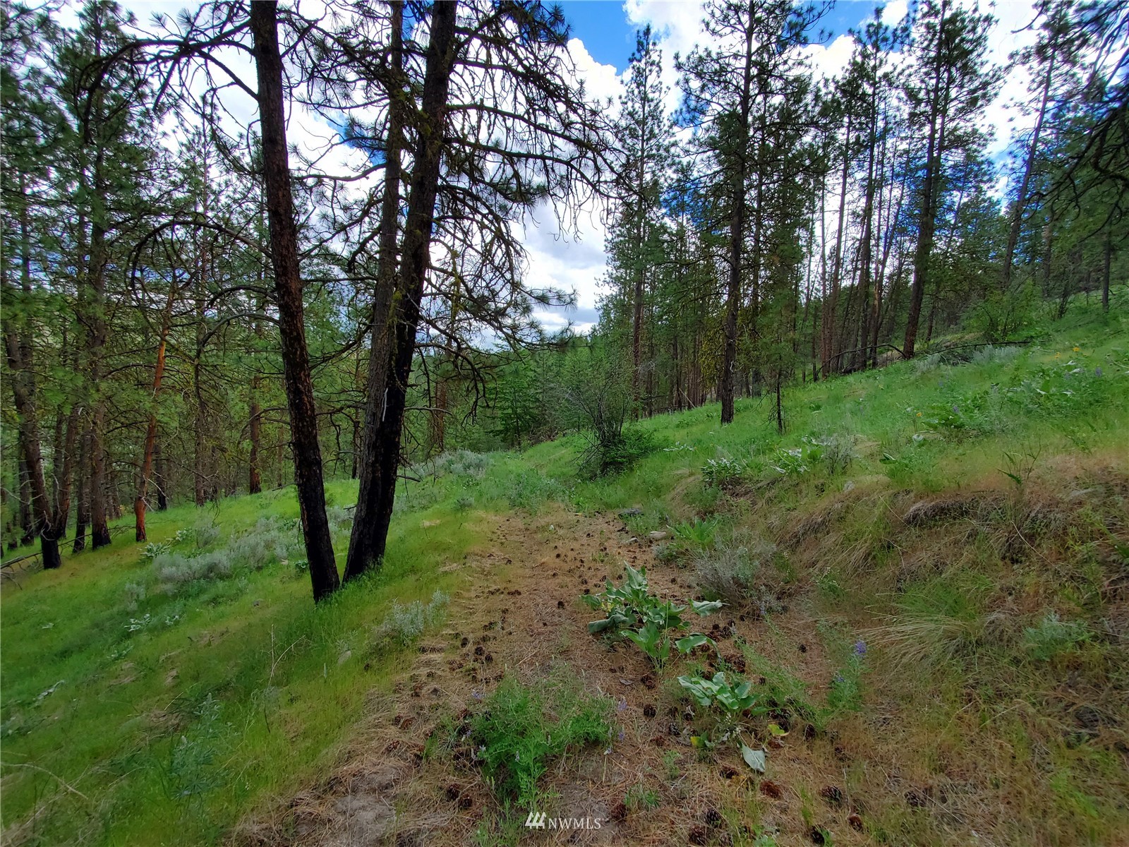 570 X Tunk Creek Road Riverside, WA 98849 - Photo 25 of 30 a view of a lush green forest