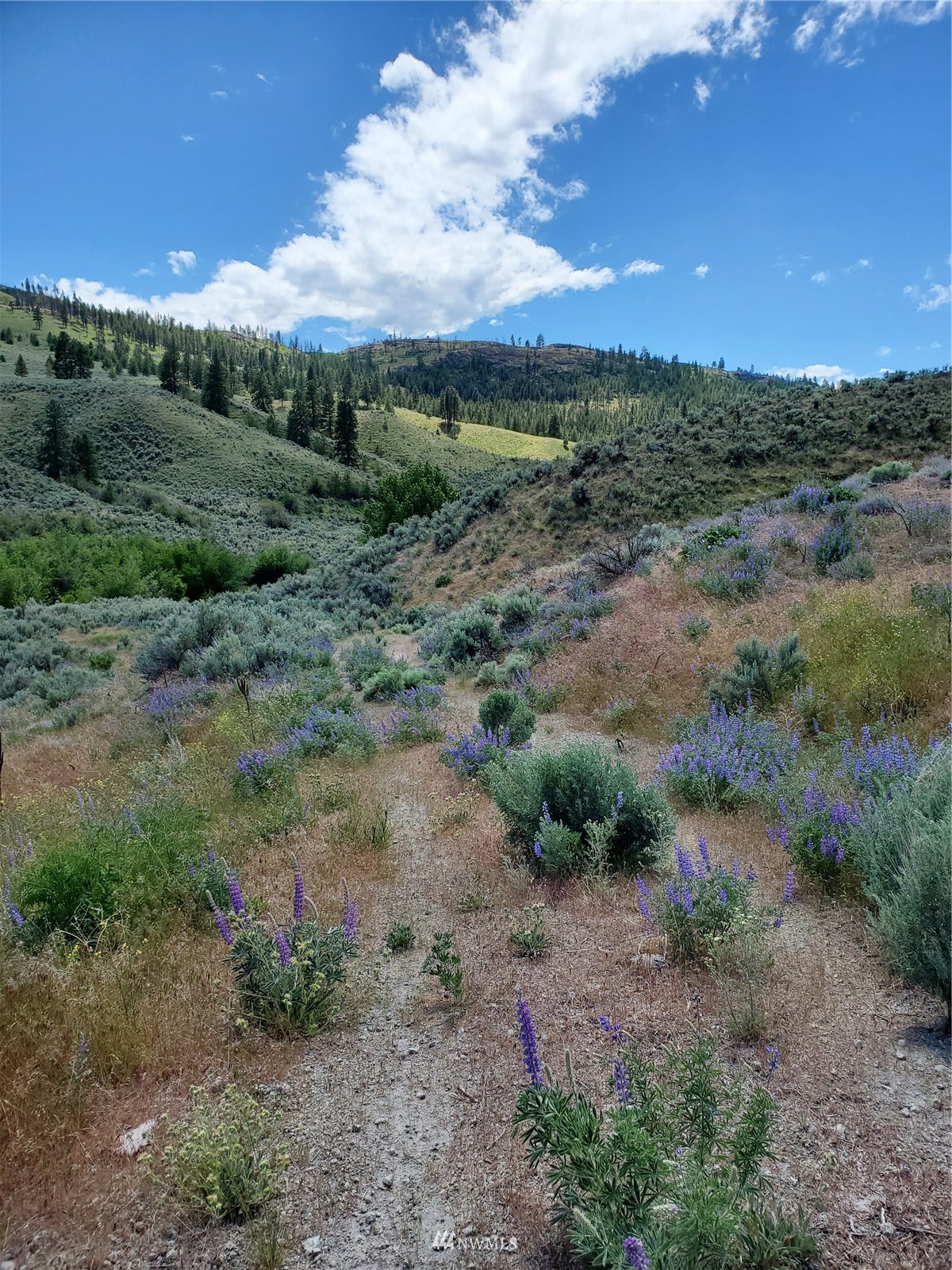 570 X Tunk Creek Road Riverside, WA 98849 - Photo 26 of 30 a view of a big yard with lots of green space