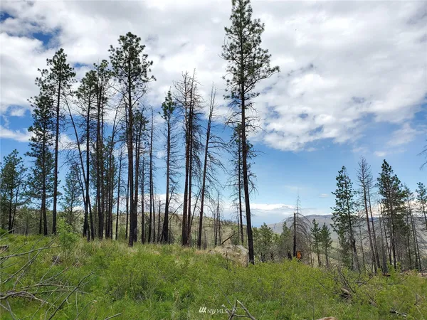a view of a yard with palm trees