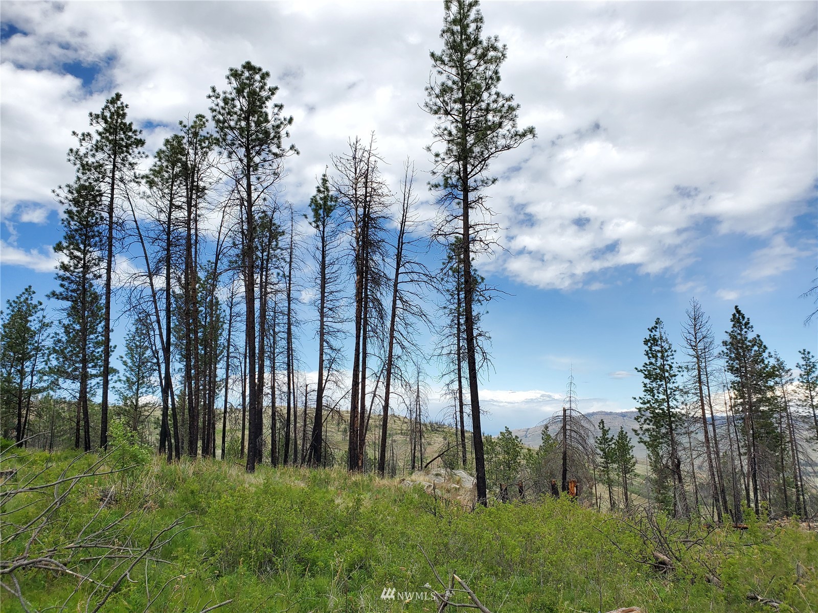 570 X Tunk Creek Road Riverside, WA 98849 - Photo 27 of 30 a view of a yard with palm trees