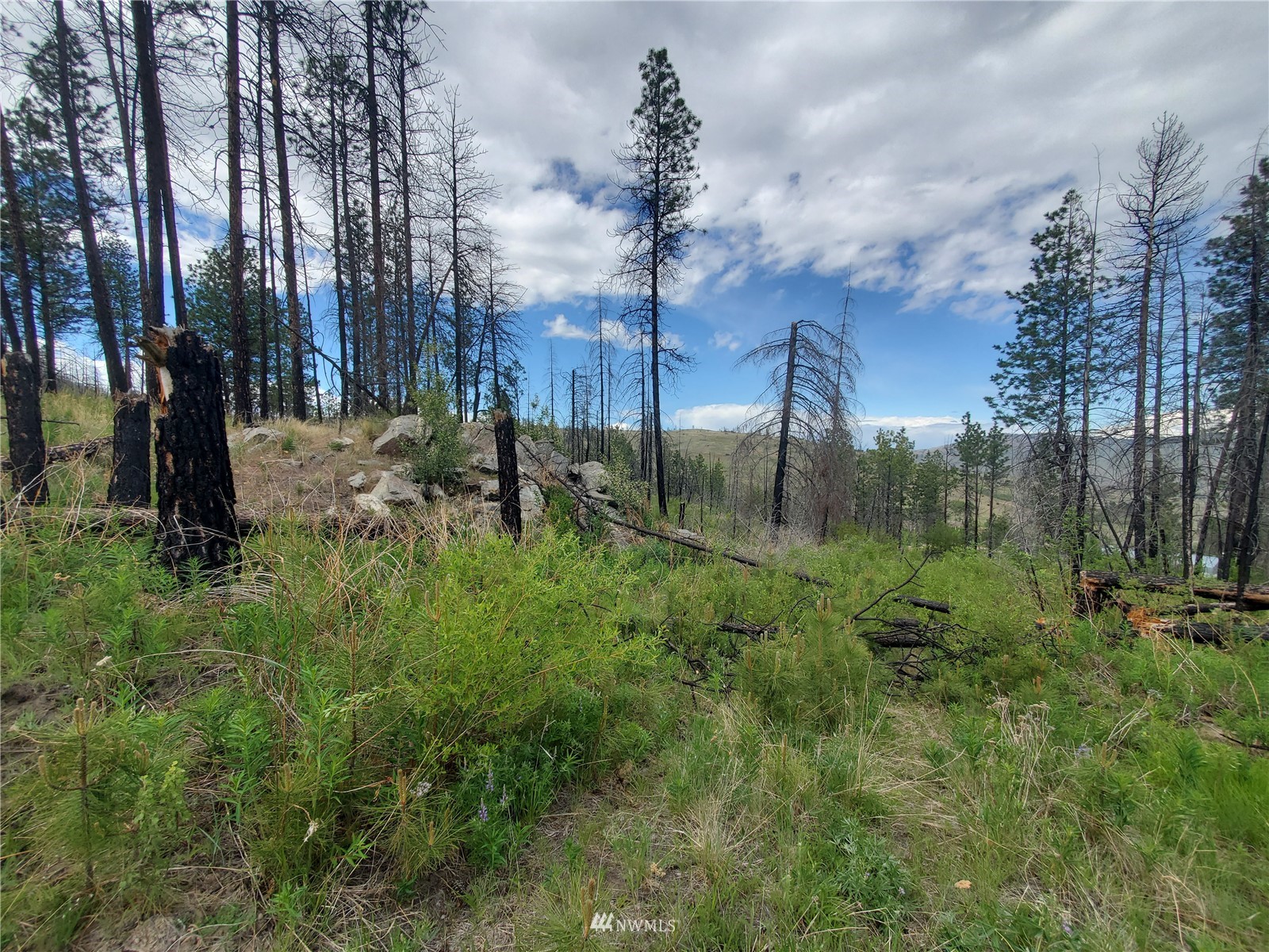 570 X Tunk Creek Road Riverside, WA 98849 - Photo 28 of 30 a view of a yard with large trees