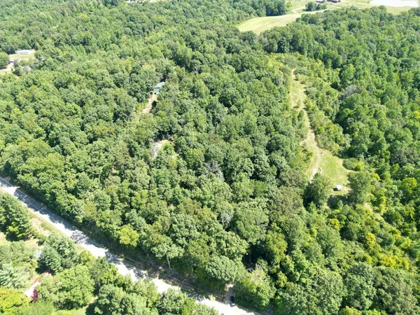 a view of a lush green forest with a tree