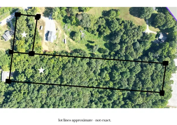 a black and white photo of a lots of trees