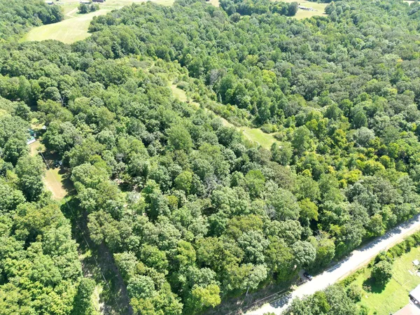 a view of a large yard with plants and large trees