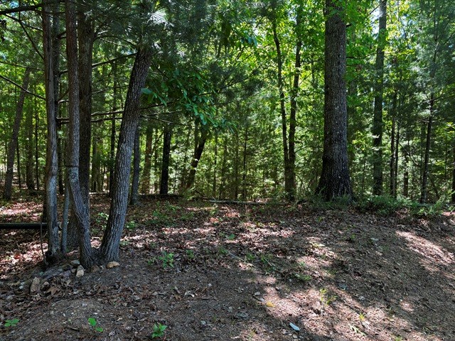 1190 Maple Grove Road Morganton, GA 30560 - Photo 93 of 96 a view of a forest with trees in the background