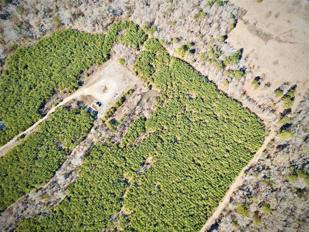 0 Stonewall-Frierson Road Frierson, LA 71027 - Photo 11 of 22 a picture of flowers