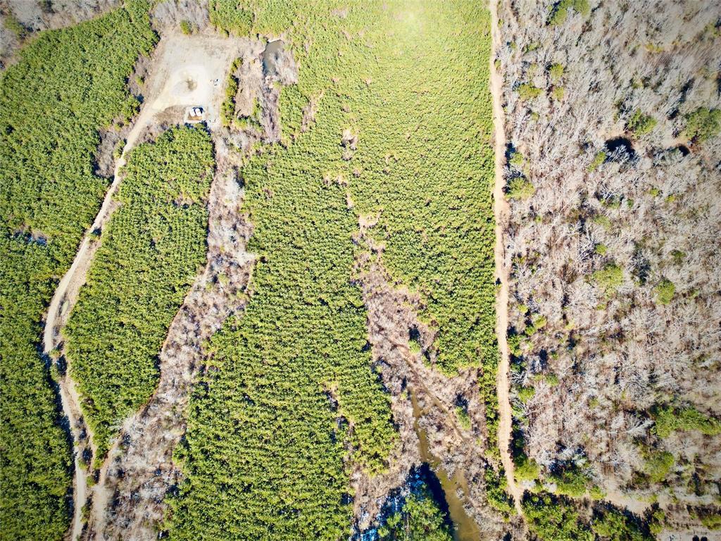 0 Stonewall-Frierson Road Frierson, LA 71027 - Photo 12 of 22 a close up of a plant in a garden