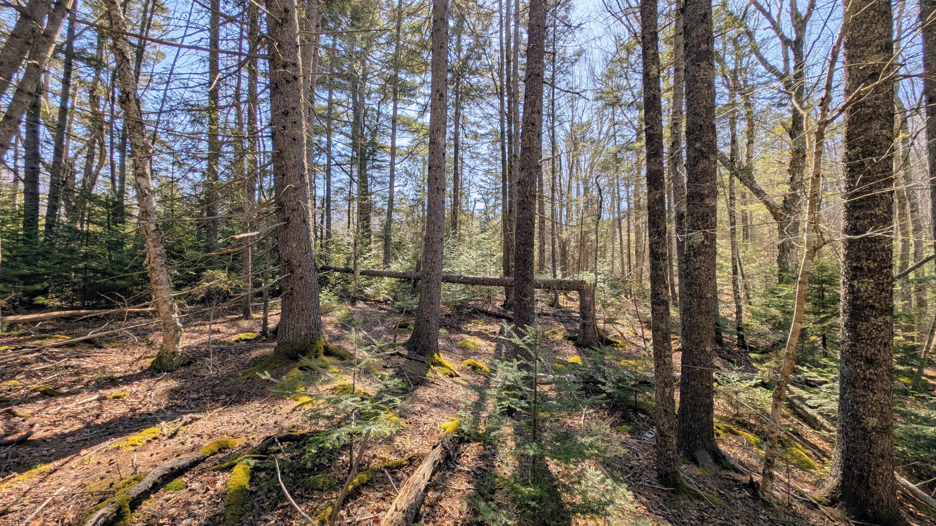 201 Milbridge Road Cherryfield, ME 04622 - Photo 41 of 43 PXL_20260409_180910302~2