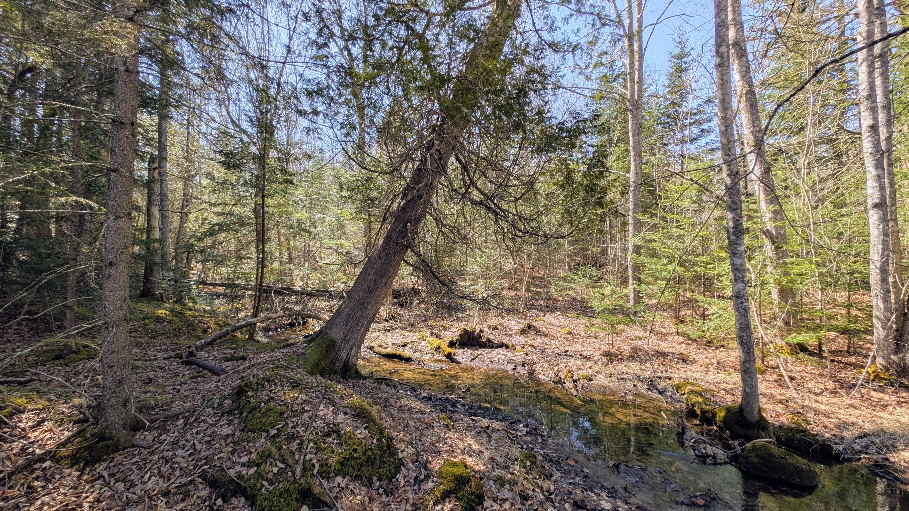 201 Milbridge Road Cherryfield, ME 04622 - Photo 43 of 43 PXL_20260409_175637011~2