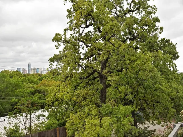 a view of a house with a tree in the yard