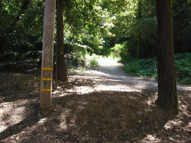 a view of a tree with yard