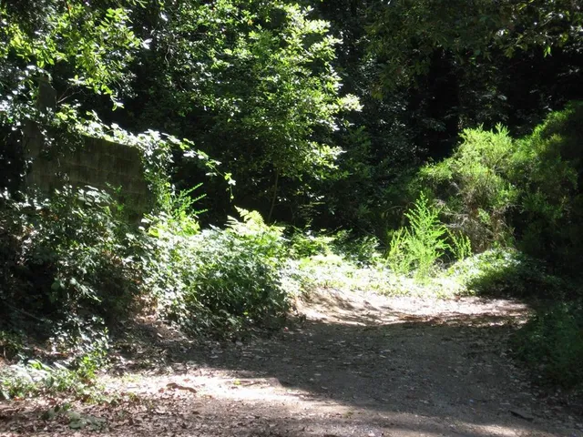 a view of a yard with plants and a tree
