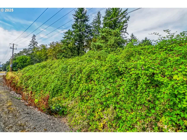 a view of a large yard with plants and large trees