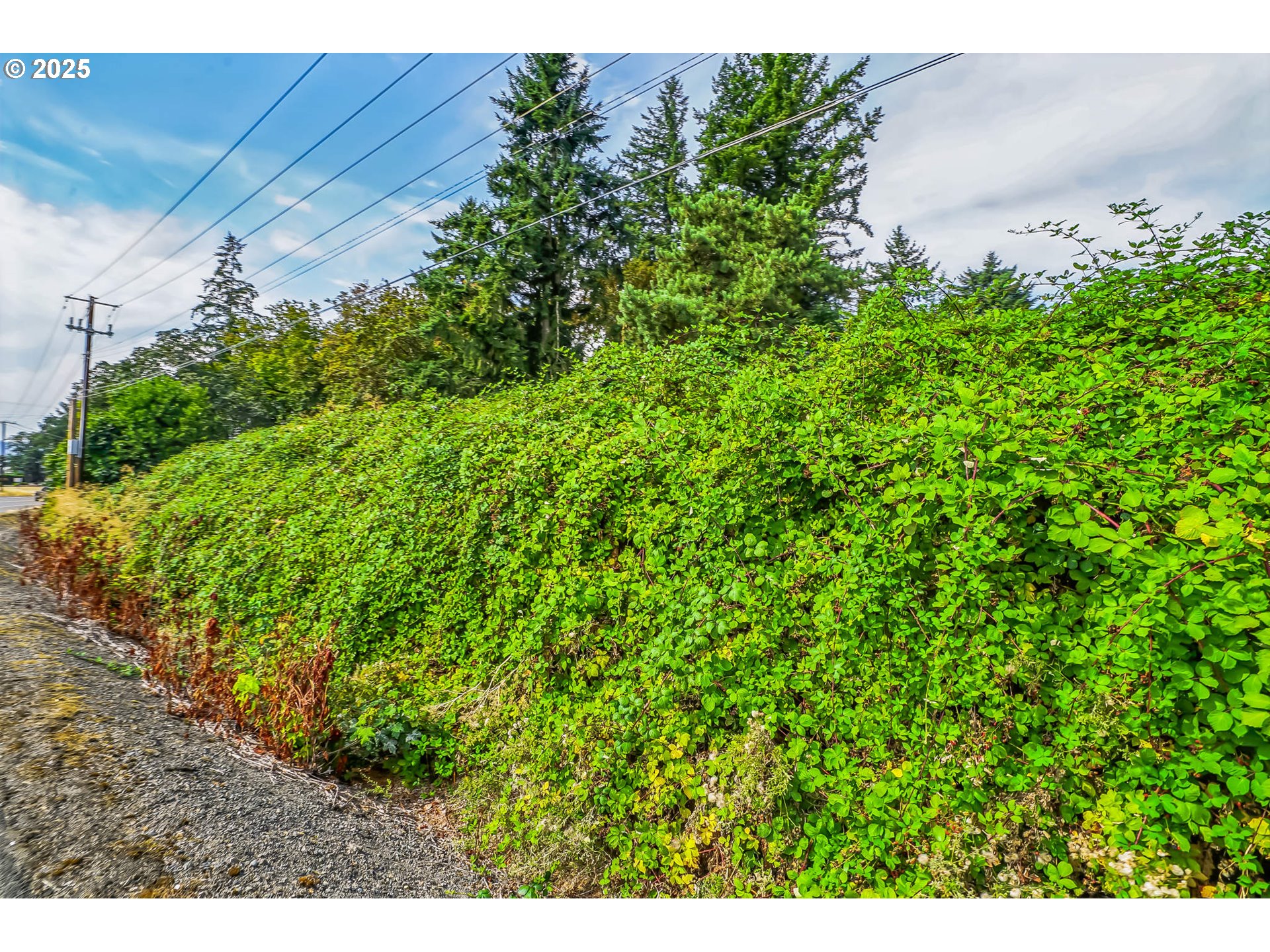 0 Northwest Doaks Ferry Road, Unit 2300 Salem, OR 97304 - Photo 24 of 30 a view of a plant in a garden