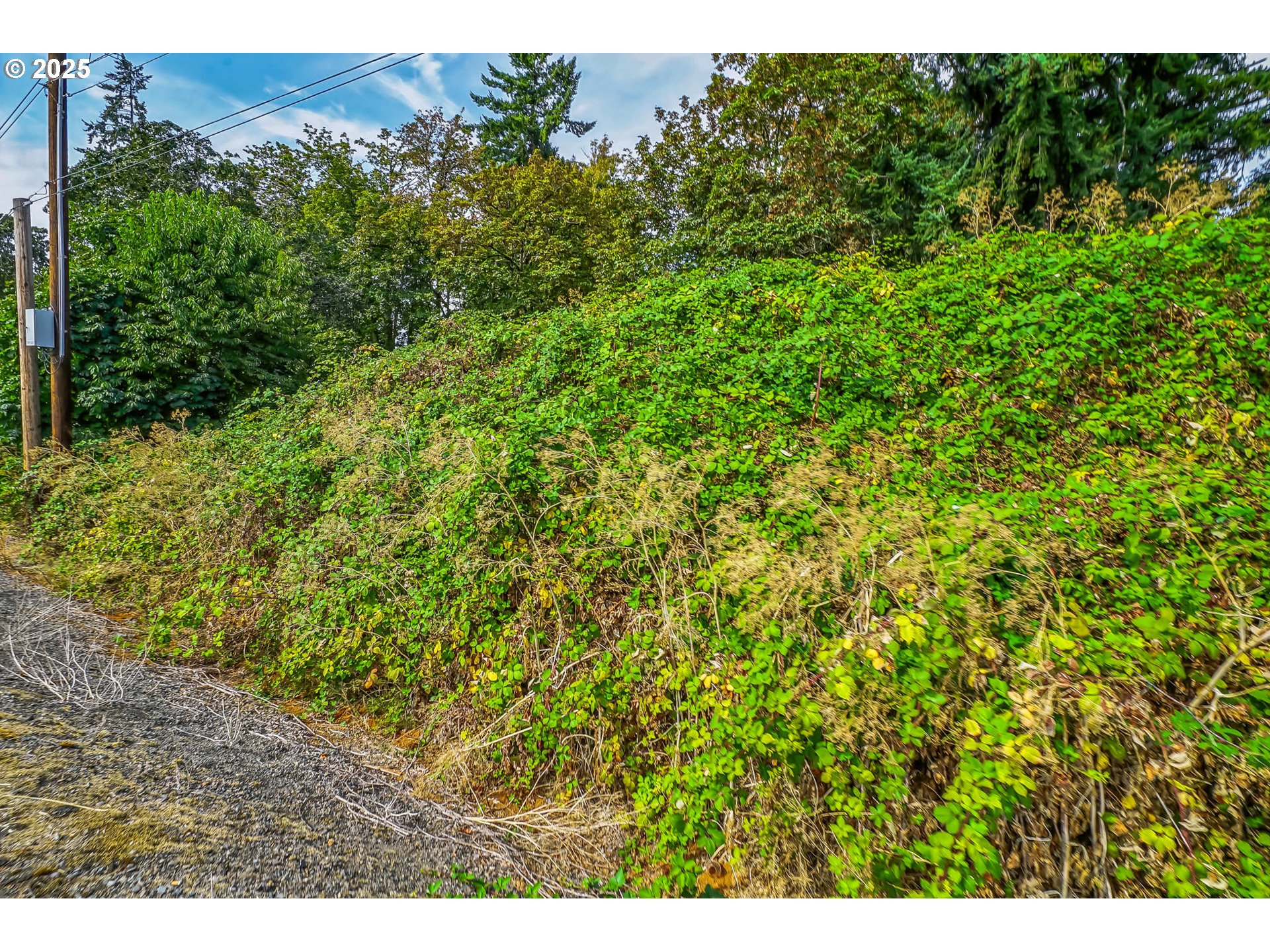 0 Northwest Doaks Ferry Road, Unit 2300 Salem, OR 97304 - Photo 25 of 30 a view of a large yard with plants and large trees