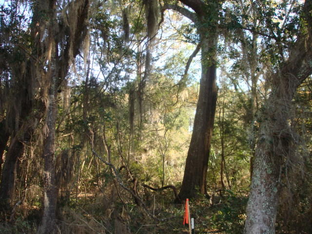 7679 Point Of Pines Road Edisto Island, SC 29438 - Photo 1 of 4 7679 Pt of Pines (1)