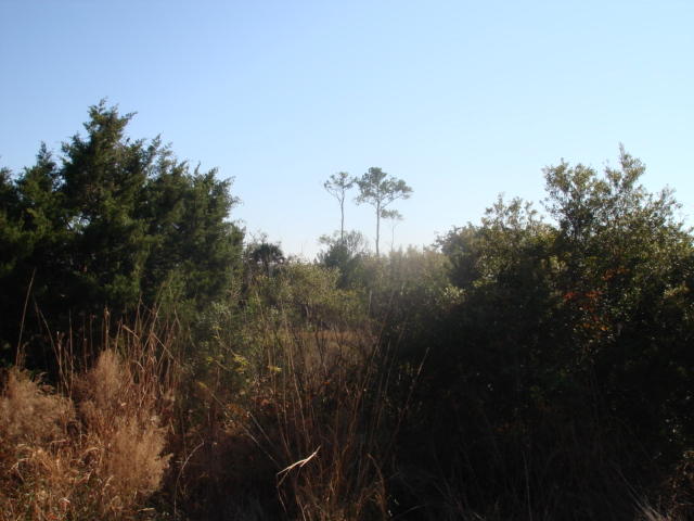 7679 Point Of Pines Road Edisto Island, SC 29438 - Photo 2 of 4 7679 Pt of Pines (2)