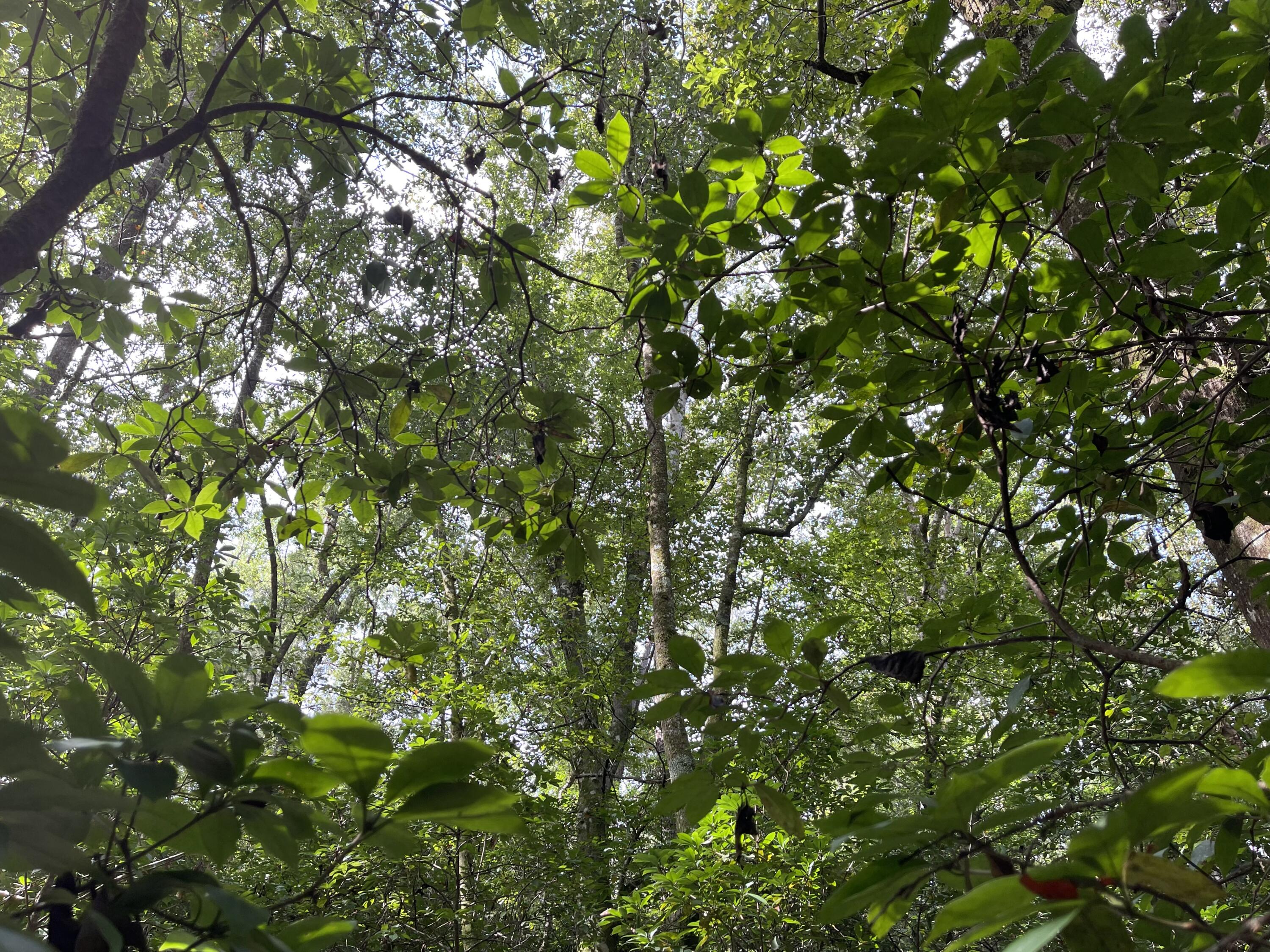 39-ac Creston Barrow Road Baker, FL 32531 - Photo 12 of 16 a view of a tree