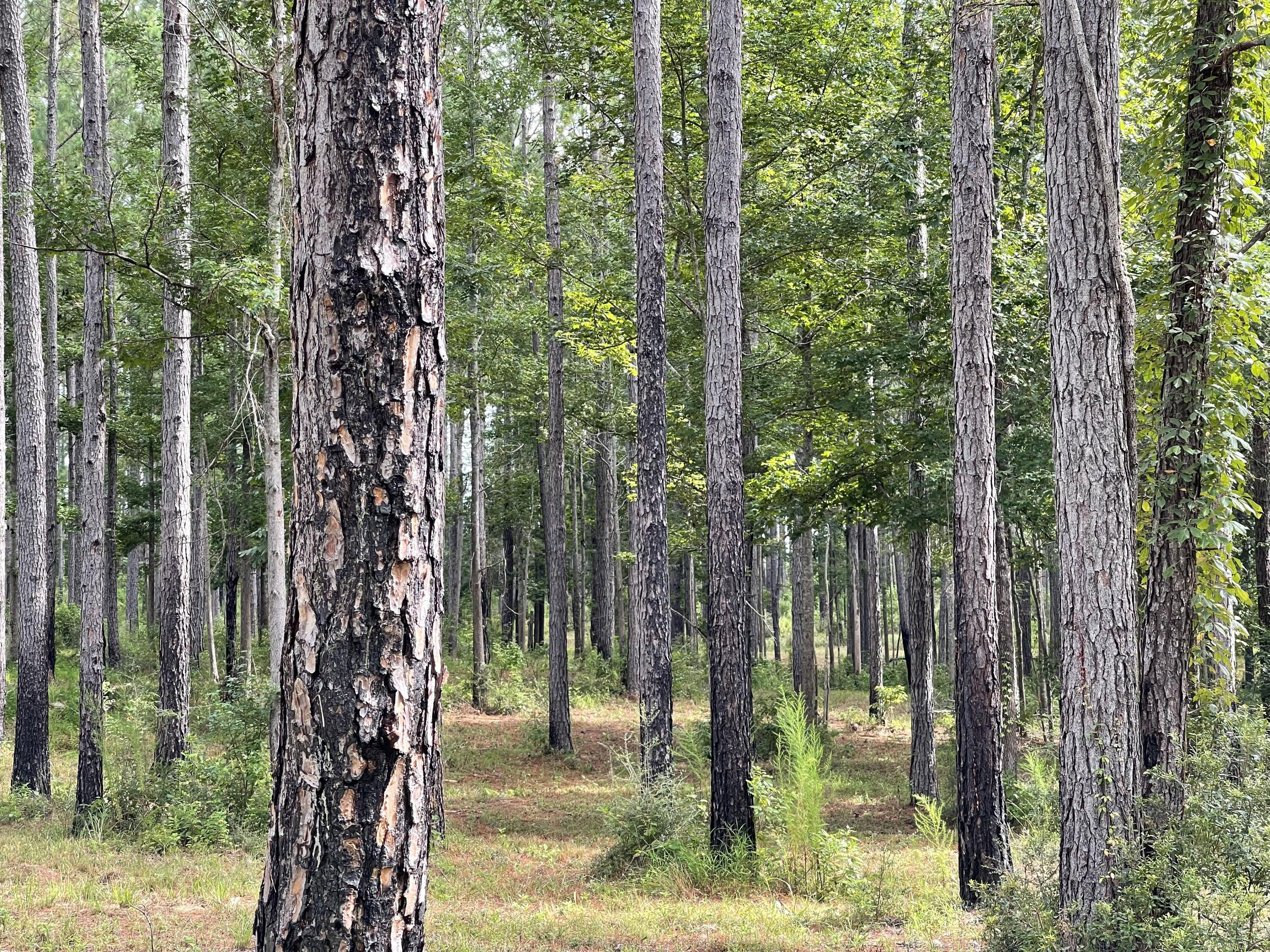 39-ac Creston Barrow Road Baker, FL 32531 - Photo 3 of 16 a view of a forest