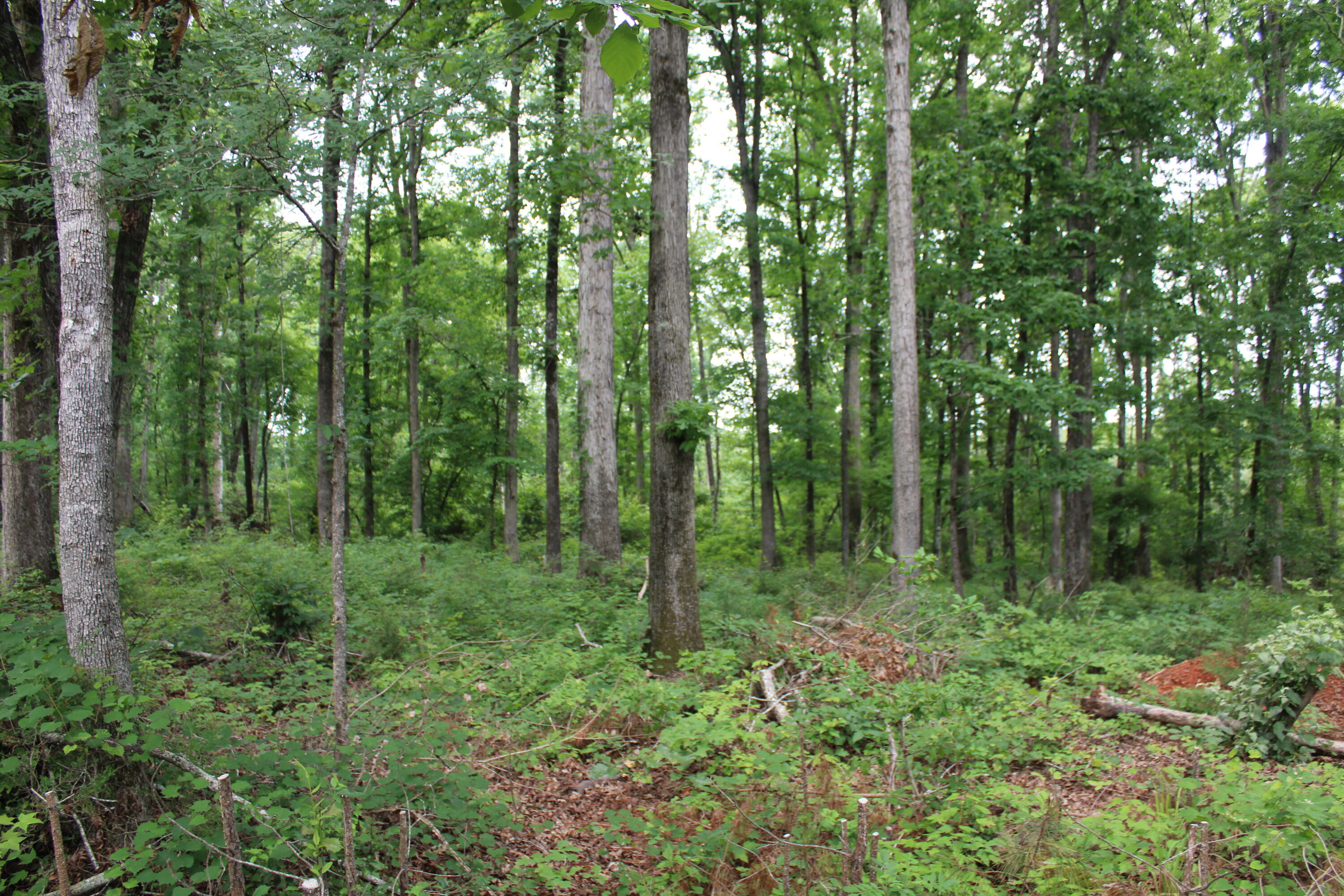 Tbd Pineywood Road, Unit TBD Saluda, SC 29138 - Photo 8 of 17