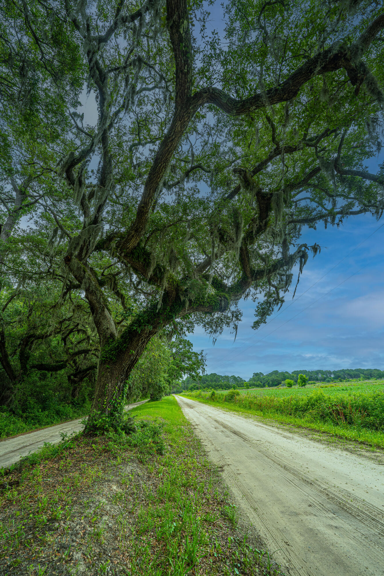 0 Brick House Road Edisto Island, SC 29438 - Photo 11 of 34 CedarHallFarm005