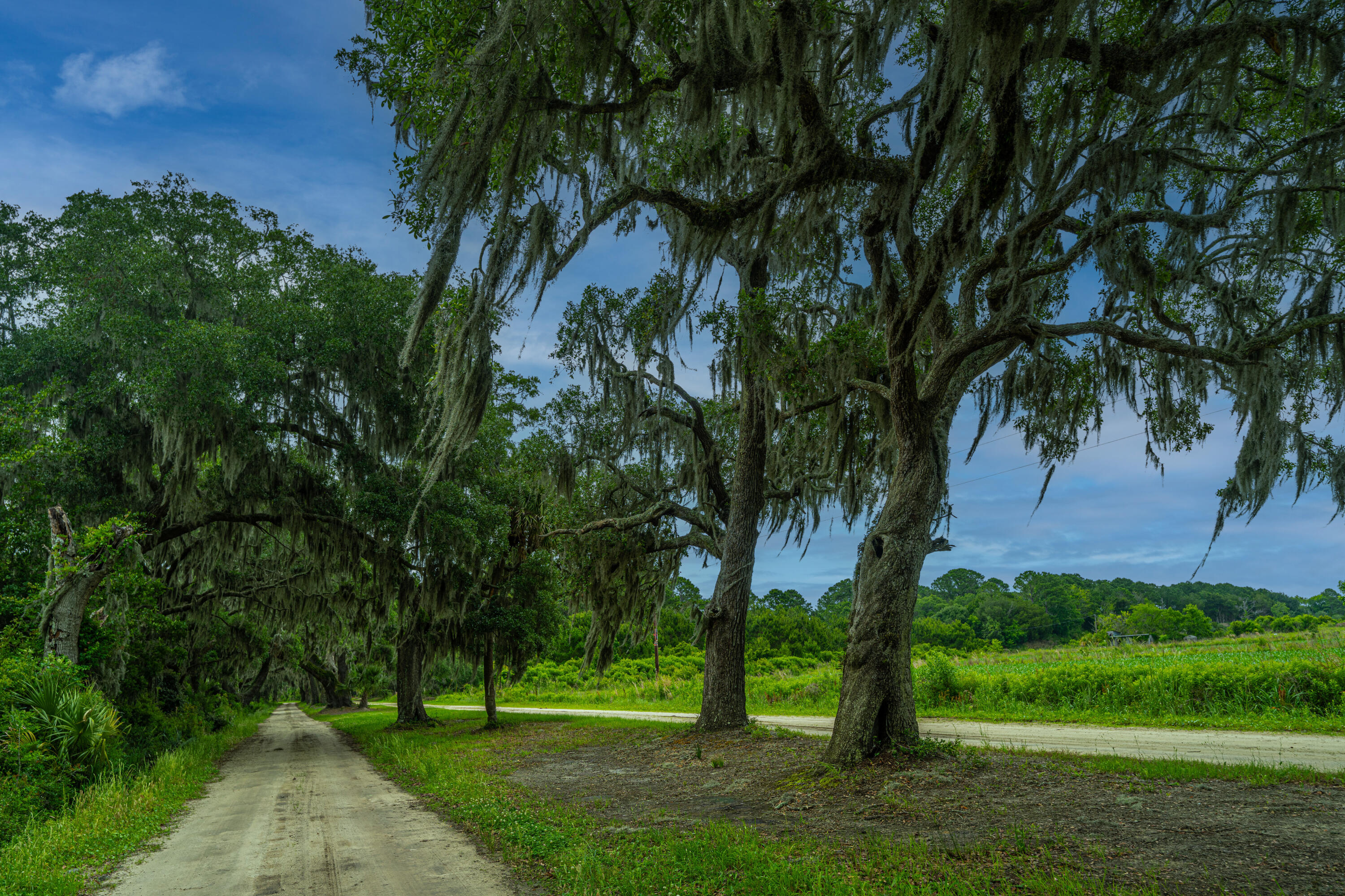 0 Brick House Road Edisto Island, SC 29438 - Photo 15 of 34 CedarHallFarm007