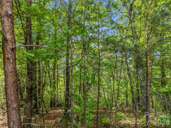 a view of a yard with plants