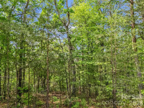 a view of a lush green forest