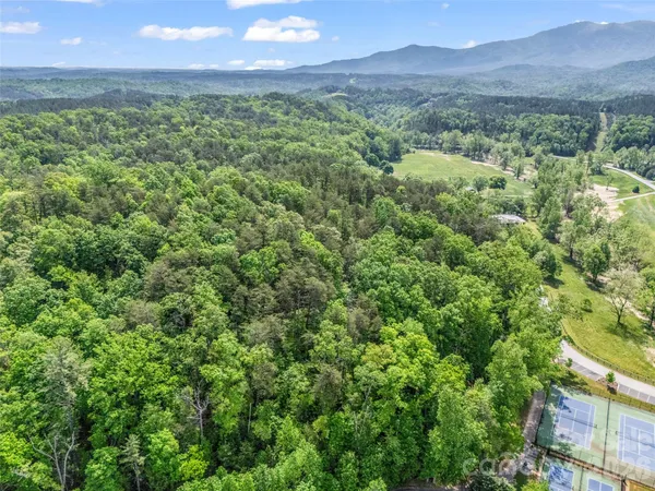 a view of a lush green forest with trees and grass