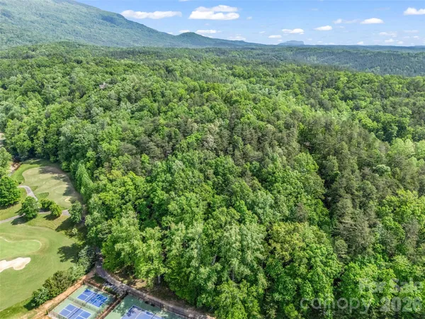 a view of a forest with a street