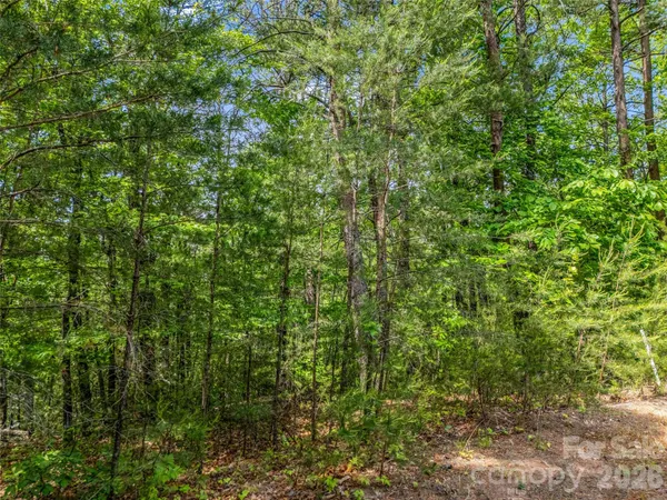 a view of a lush green forest