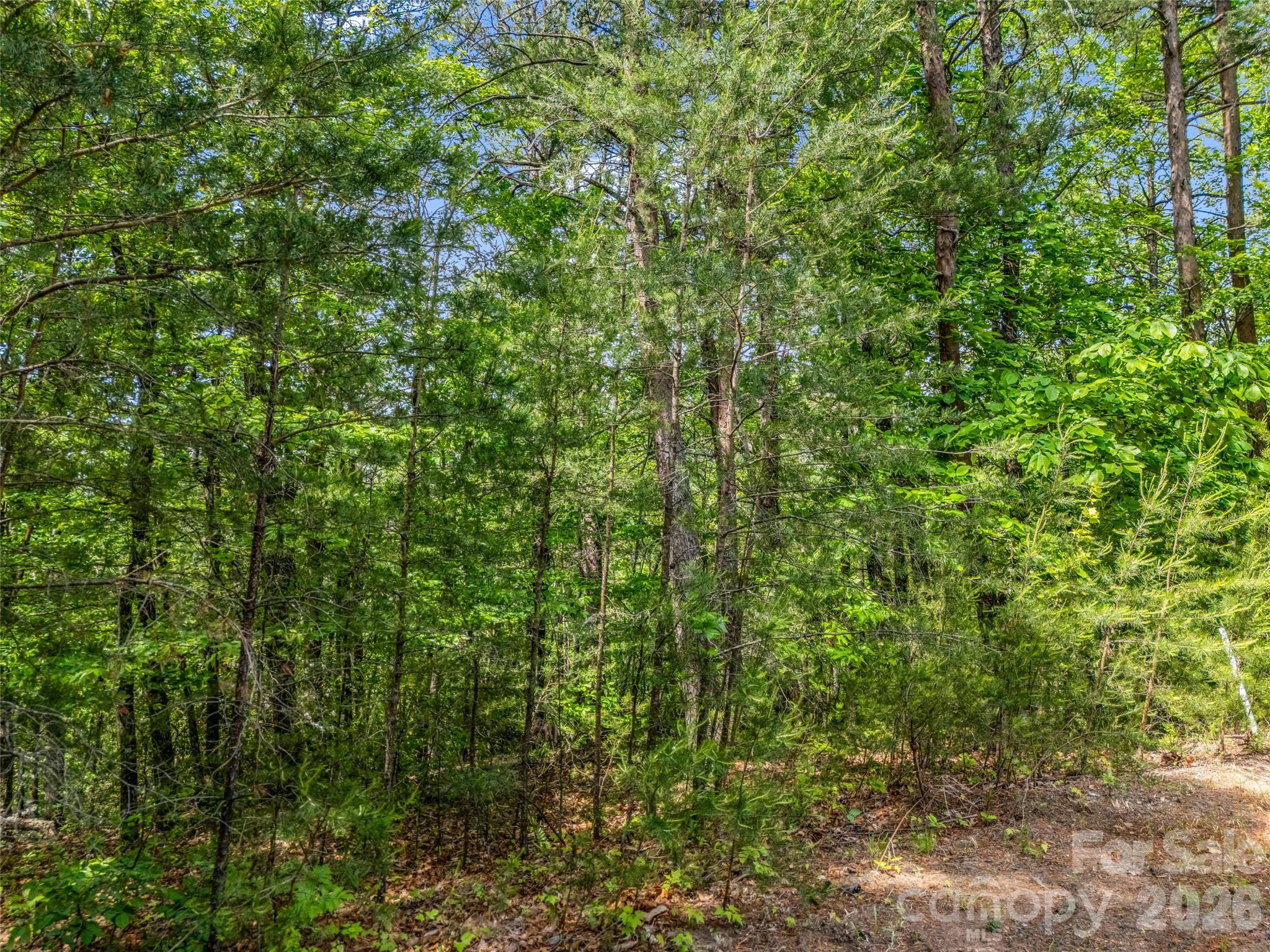 4 Woodward Dr Mill Spring Mill Spring, NC 28756 - Photo 3 of 40 a view of a lush green forest