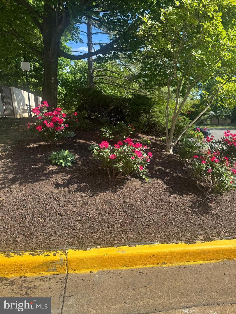 5911 Edsall Road, Unit 608 Alexandria, VA 22304 - Photo 29 of 42 Rose bushes