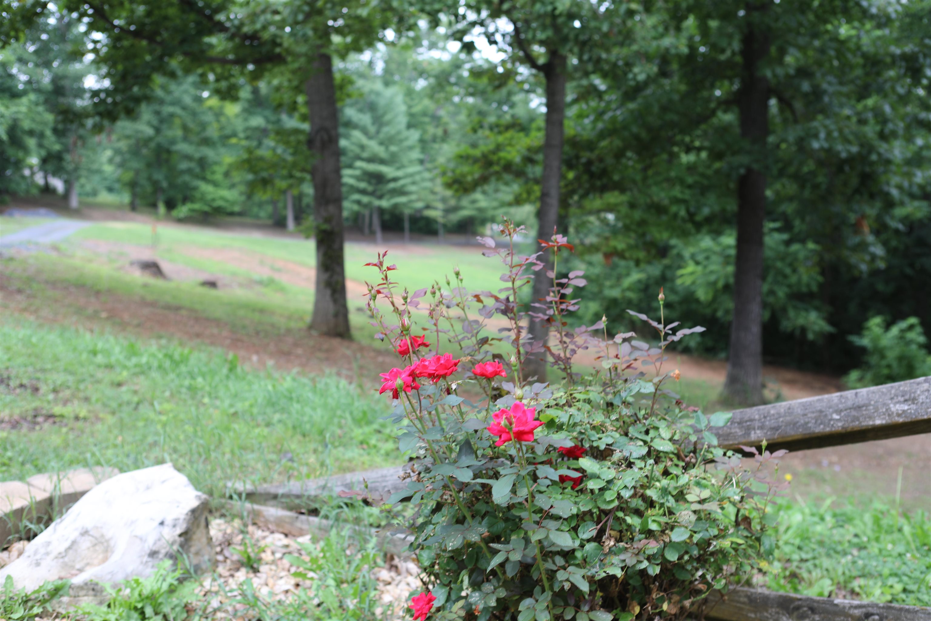 573 Round Hill School Road Fort Defiance, VA 24437 - Photo 5 of 65 a view of a flower in a yard with a house